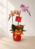 Flourish Grand — Grand Opening Orchid Plant